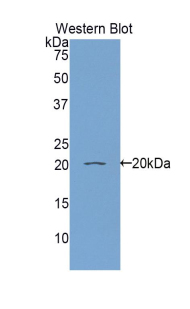 RBP5 Antibody - Western blot of recombinant RBP5.