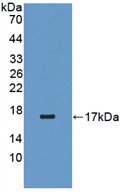 RBP5 Antibody - Western Blot; Sample: Recombinant RBP5, Human.