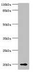 RBP5 Antibody - Western blot All lanes: RBP5 antibody at 8µg/ml + Mouse liver tissue Secondary Goat polyclonal to rabbit IgG at 1/10000 dilution Predicted band size: 16 kDa Observed band size: 20 kDa