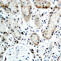 RBP5 Antibody - Immunohistochemical analysis of RBP5 staining in human kidney formalin fixed paraffin embedded tissue section. The section was pre-treated using heat mediated antigen retrieval with sodium citrate buffer (pH 6.0). The section was then incubated with the antibody at room temperature and detected using an HRP conjugated compact polymer system. DAB was used as the chromogen. The section was then counterstained with hematoxylin and mounted with DPX.
