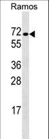 RBPJ Antibody - RBPJ Antibody western blot of Ramos cell line lysates (35 ug/lane). The RBPJ antibody detected the RBPJ protein (arrow).
