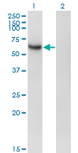 RBPJ Antibody - Western Blot analysis of RBPJ expression in transfected 293T cell line by RBPJ monoclonal antibody (M01), clone 4E12.Lane 1: RBPJ transfected lysate(54.3 KDa).Lane 2: Non-transfected lysate.