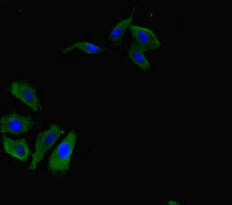 RBPJ Antibody - Immunofluorescent analysis of Hela cells diluted at 1:100 and Alexa Fluor 488-congugated AffiniPure Goat Anti-Rabbit IgG(H+L)