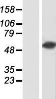 RBPJ Protein - Western validation with an anti-DDK antibody * L: Control HEK293 lysate R: Over-expression lysate