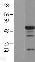 RBPJ Protein - Western validation with an anti-DDK antibody * L: Control HEK293 lysate R: Over-expression lysate
