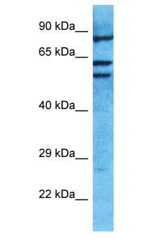 RBPJL Antibody - RBPJL antibody Western Blot of Jurkat. Antibody dilution: 1 ug/ml.  This image was taken for the unconjugated form of this product. Other forms have not been tested.
