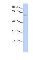 RBPJL Antibody - RBPJL / SUHL antibody Western blot of 721_B cell lysate. This image was taken for the unconjugated form of this product. Other forms have not been tested.