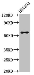 RBPJL Antibody - Positive Western Blot detected in HEK293 whole cell lysate. All lanes: RBPJL antibody at 3 µg/ml Secondary Goat polyclonal to rabbit IgG at 1/50000 dilution. Predicted band size: 57 KDa. Observed band size: 57 KDa