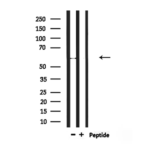 RBPJL Antibody - Western blot analysis of extracts of mouse muscle using RBPJL antibody.