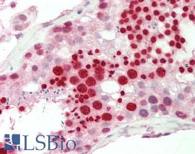 RBPMS / Hermes Antibody - Human Testis: Formalin-Fixed, Paraffin-Embedded (FFPE).  This image was taken for the unconjugated form of this product. Other forms have not been tested.