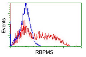 RBPMS / Hermes Antibody - HEK293T cells transfected with either overexpress plasmid (Red) or empty vector control plasmid (Blue) were immunostained by anti-RBPMS antibody, and then analyzed by flow cytometry.