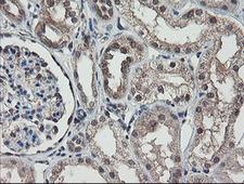 RBPMS / Hermes Antibody - IHC of paraffin-embedded Human Kidney tissue using anti-RBPMS mouse monoclonal antibody.