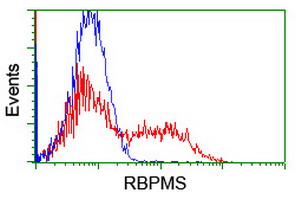 RBPMS / Hermes Antibody - HEK293T cells transfected with either overexpress plasmid (Red) or empty vector control plasmid (Blue) were immunostained by anti-RBPMS antibody, and then analyzed by flow cytometry.