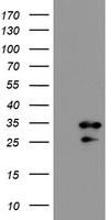 RBPMS / Hermes Antibody - HEK293T cells were transfected with the pCMV6-ENTRY control (Left lane) or pCMV6-ENTRY RBPMS (Right lane) cDNA for 48 hrs and lysed. Equivalent amounts of cell lysates (5 ug per lane) were separated by SDS-PAGE and immunoblotted with anti-RBPMS.