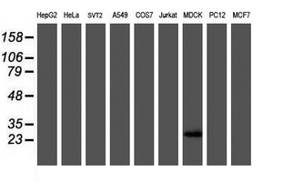 RBPMS / Hermes Antibody - Western blot of extracts (35 ug) from 9 different cell lines by using anti-RBPMS monoclonal antibody (HepG2: human; HeLa: human; SVT2: mouse; A549: human; COS7: monkey; Jurkat: human; MDCK: canine; PC12: rat; MCF7: human).