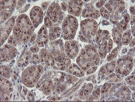 RBPMS / Hermes Antibody - IHC of paraffin-embedded Human pancreas tissue using anti-RBPMS mouse monoclonal antibody.