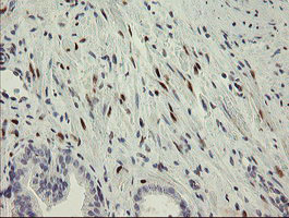 RBPMS / Hermes Antibody - IHC of paraffin-embedded Human prostate tissue using anti-RBPMS mouse monoclonal antibody.