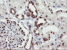 RBPMS / Hermes Antibody - IHC of paraffin-embedded Human Kidney tissue using anti-RBPMS mouse monoclonal antibody.