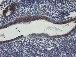 RBPMS / Hermes Antibody - IHC of paraffin-embedded Human endometrium tissue using anti-RBPMS mouse monoclonal antibody.