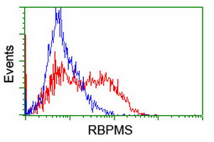 RBPMS / Hermes Antibody - HEK293T cells transfected with either overexpress plasmid (Red) or empty vector control plasmid (Blue) were immunostained by anti-RBPMS antibody, and then analyzed by flow cytometry.