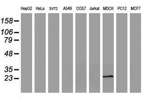 RBPMS / Hermes Antibody - Western blot of extracts (35 ug) from 9 different cell lines by using g anti-RBPMS monoclonal antibody (HepG2: human; HeLa: human; SVT2: mouse; A549: human; COS7: monkey; Jurkat: human; MDCK: canine; PC12: rat; MCF7: human).