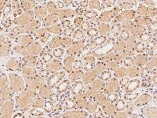 RBPMS / Hermes Antibody - Immunochemical staining of human RBPMS in human kidney with rabbit polyclonal antibody at 1:100 dilution, formalin-fixed paraffin embedded sections.