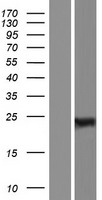 RBPMS / Hermes Protein - Western validation with an anti-DDK antibody * L: Control HEK293 lysate R: Over-expression lysate