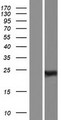 RBPMS / Hermes Protein - Western validation with an anti-DDK antibody * L: Control HEK293 lysate R: Over-expression lysate