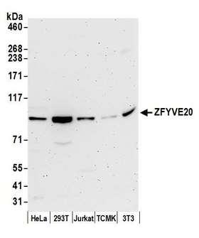 RBSN / Rabenosyn 5 Antibody - Detection of human and mouse ZFYVE20 by western blot. Samples: Whole cell lysate (50 µg) from HeLa, HEK293T, Jurkat, mouse TCMK-1, and mouse NIH 3T3 cells prepared using NETN lysis buffer. Antibody: Affinity purified rabbit anti-ZFYVE20 antibody used for WB at 0.1 µg/ml. Detection: Chemiluminescence with an exposure time of 3 minutes.