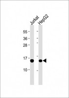 RBX1 / ROC1 Antibody - All lanes: Anti-RBX1 at dilution Lane 1: Jurkat whole cell lysate Lane 2: HepG2 whole cell lysate Lysates/proteins at 20 µg per lane. Secondary Goat Anti-mouse IgG, (H+L), Peroxidase conjugated at 1/10000 dilution. Predicted band size: 12kDa Blocking/Dilution buffer: 5% NFDM/TBST.