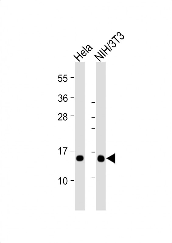 RBX1 / ROC1 Antibody - All lanes: Anti-RBX1 at 1:2000 dilution Lane 1: Hela whole cell lysate Lane 2: NIH/3T3 whole cell lysate Lysates/proteins at 20 µg per lane. Secondary Goat Anti-mouse IgG, (H+L), Peroxidase conjugated at 1/10000 dilution. Predicted band size: 12 kDa Blocking/Dilution buffer: 5% NFDM/TBST.