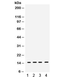 RBX1 / ROC1 Antibody