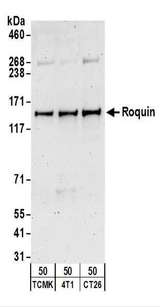 RC3H1 / ROQUIN Antibody - Detection of Mouse Roquin by Western Blot. Samples: Whole cell lysate (50 ug) from TCMK-1, 4T1, and CT26.WT cells. Antibodies: Affinity purified rabbit anti-Roquin antibody used for WB at 2 ug/ml. Detection: Chemiluminescence with an exposure time of 3 minutes.