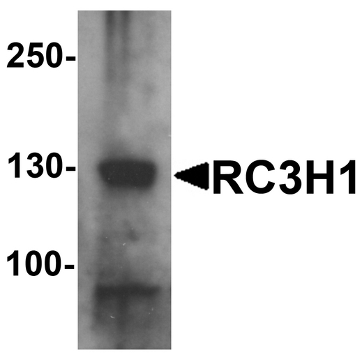 RC3H1 / ROQUIN Antibody - Western blot analysis of RC3H1 in HeLa cell lysate with RC3H1 antibody at 1 ug/ml