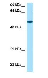 RCC1 Antibody - RCC1 antibody Western Blot of Mouse Liver.  This image was taken for the unconjugated form of this product. Other forms have not been tested.