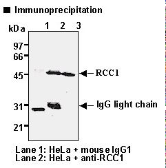 RCC1 Antibody