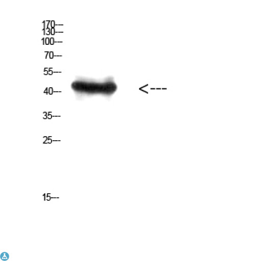 RCC1 Antibody - Western Blot (WB) analysis of HepG2 cells using Antibody diluted at 1:800.