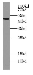 RCC1 Antibody - HeLa cells were subjected to SDS PAGE followed by western blot with phospho-CHC1 (Ser12) antibody at dilution of 1:300