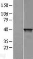 RCC1 Protein - Western validation with an anti-DDK antibody * L: Control HEK293 lysate R: Over-expression lysate