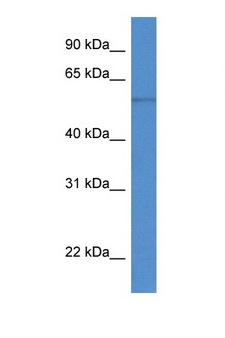 RCC2 Antibody - RCC2 antibody Western blot of Mouse Kidney lysate. Antibody concentration 1 ug/ml. This image was taken for the unconjugated form of this product. Other forms have not been tested.