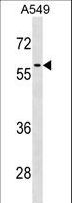 RCC2 Antibody - RCC2 Antibody western blot of A549 cell line lysates (35 ug/lane). The RCC2 antibody detected the RCC2 protein (arrow).