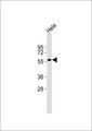 RCC2 Antibody - Anti-RCC2 Antibody at 1:1000 dilution + HeLa whole cell lysates Lysates/proteins at 20 ug per lane. Secondary Goat Anti-Rabbit IgG, (H+L),Peroxidase conjugated at 1/10000 dilution Predicted band size : 56 kDa Blocking/Dilution buffer: 5% NFDM/TBST.