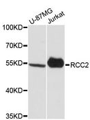 RCC2 Antibody - Western blot analysis of extracts of various cell lines, using RCC2 antibody at 1:3000 dilution. The secondary antibody used was an HRP Goat Anti-Rabbit IgG (H+L) at 1:10000 dilution. Lysates were loaded 25ug per lane and 3% nonfat dry milk in TBST was used for blocking. An ECL Kit was used for detection and the exposure time was 90s.