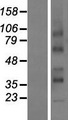 RCE1 Protein - Western validation with an anti-DDK antibody * L: Control HEK293 lysate R: Over-expression lysate