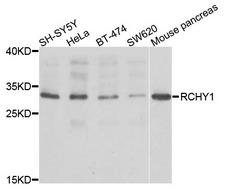 RCHY1 / PIRH2 Antibody - Western blot analysis of extracts of various cells.