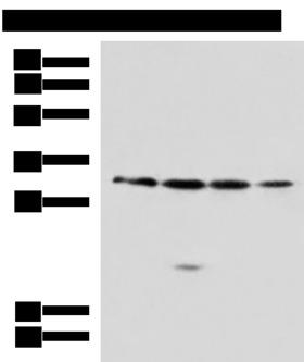 RCHY1 / PIRH2 Antibody - Western blot analysis of 293T A549 Jurkat 231 cell lysates  using RCHY1 Polyclonal Antibody at dilution of 1:650