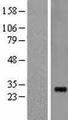 RCHY1 / PIRH2 Protein - Western validation with an anti-DDK antibody * L: Control HEK293 lysate R: Over-expression lysate