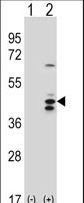 RCL1 Antibody - Western blot of RCL1 (arrow) using rabbit polyclonal RCL1 Antibody. 293 cell lysates (2 ug/lane) either nontransfected (Lane 1) or transiently transfected (Lane 2) with the RCL1 gene.