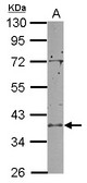 RCL1 Antibody - Sample (50 ug of whole cell lysate) A: mouse brain 10% SDS PAGE RCL1 antibody diluted at 1:10000
