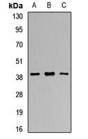 RCN1 / Reticulocalbin 1 Antibody